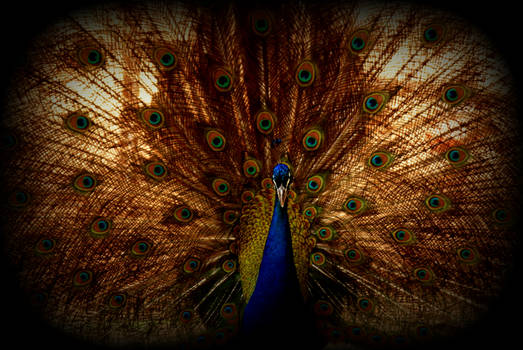 peacock