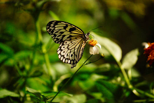 Palawan Butterfly Ecological Garden