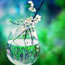 Garden of Glass