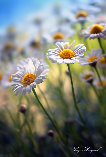 Daisies