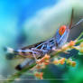 Red-eyed grasshopper