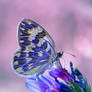 Future Nature