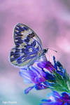 Future Nature by UgurDoyduk Future Nature by UgurDoyduk