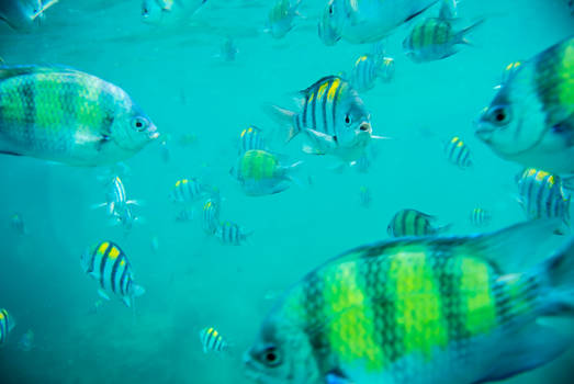 Snorkeling - Koh Phi Phi