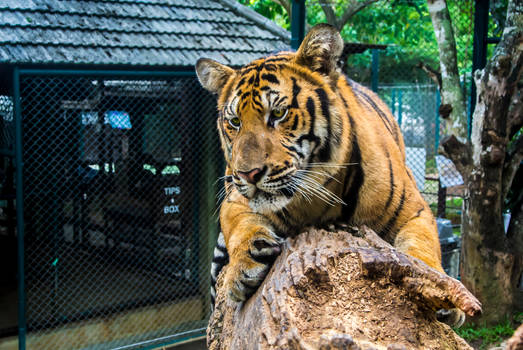 Tigers - Thailand