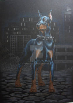 doberman