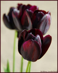 Deep Tulips