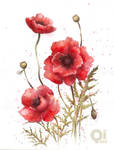 poppies by qi-art