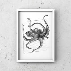 Octopus 