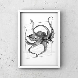 Octopus 