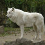 Arctic wolf #24