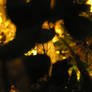 Leaves that light...