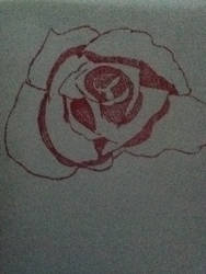 Hand drawn rose