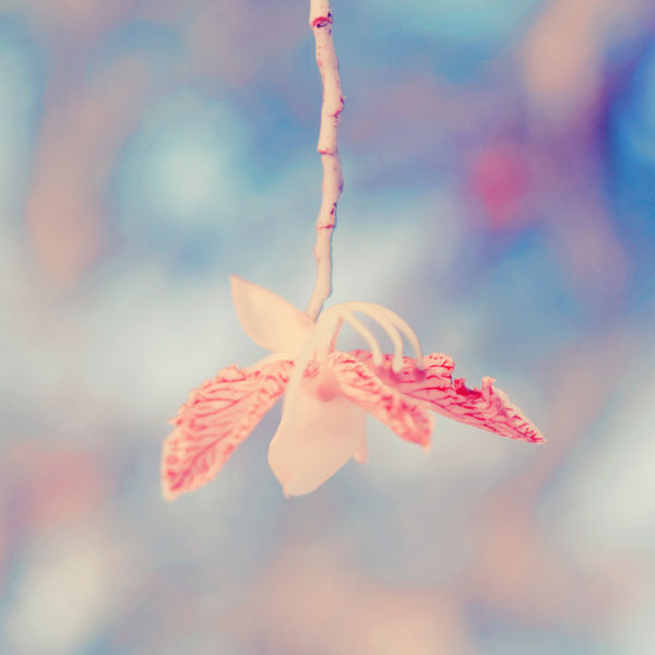 Upside Down by crackedbliss Upside Down by crackedbliss