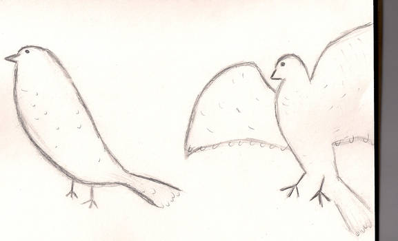 doves or some kind of birds