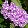 Purple and White Striped Flowers!