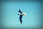 fly, fly away by itsRisingLove