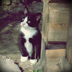 kitty cat IV by itsRisingLove