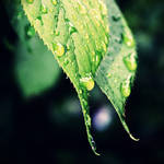 raindrops IV by itsRisingLove