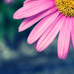 part of a pink flower by itsRisingLove