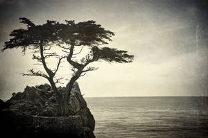 the lone cypress