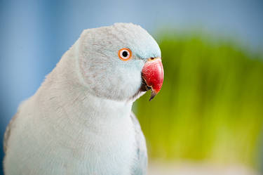 indian ringneck parakeet