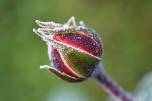 Rosebud with morning dew