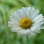 Daisy - Gaensebluemchen