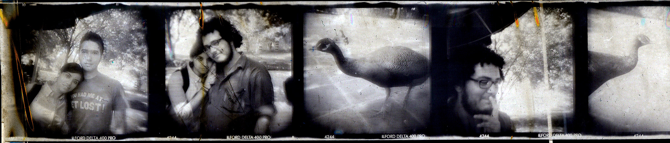 Friends, Kike and the peacock.