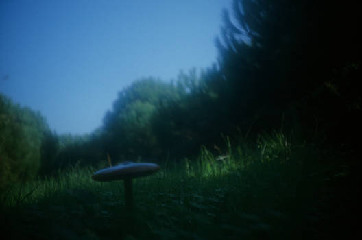 mushroom