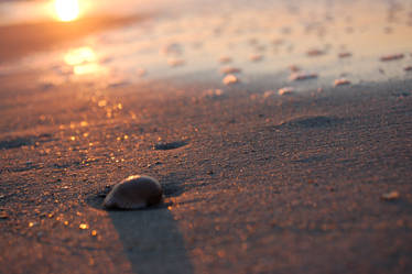 Sunrise and Shell