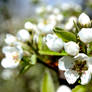 pear flower