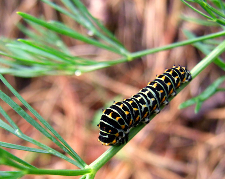 caterpillar