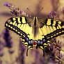 Swallowtail