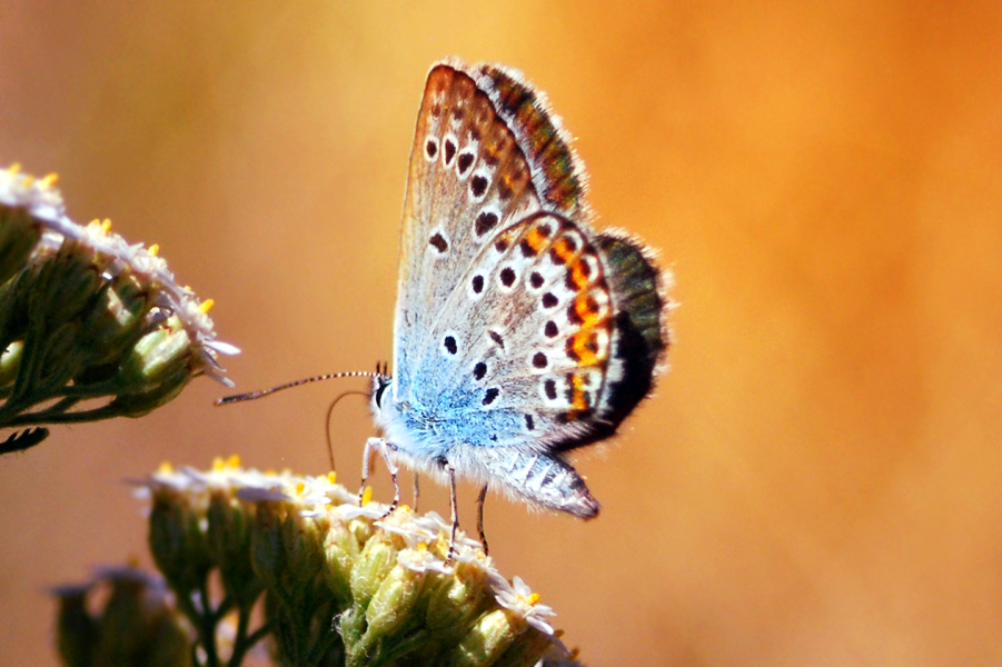 blue and orange