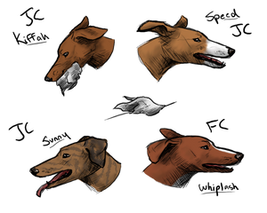 Sighthound Wildcard: Lure Coursing Azawakhs