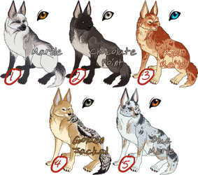 Adopts - Canis - Open