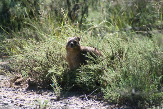 Dassie 3