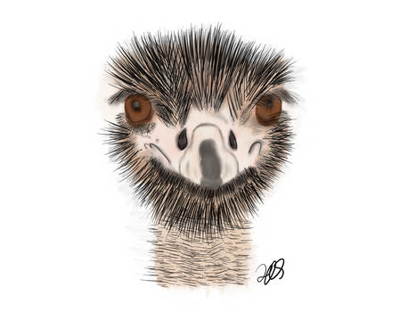 ostrich