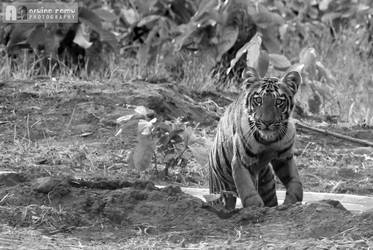 Moharli Tiger Cub - SIMBA