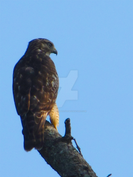 Red-Tailed Hawk