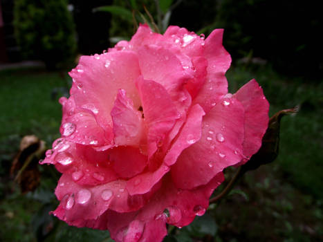 wet rose 3