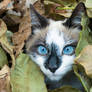 Bandit, The Cat In The Leaves