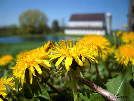 Dandelions