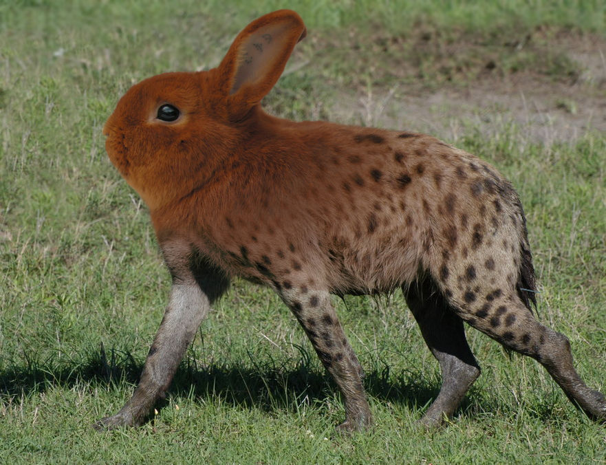 Hyzenfly Rabbit Hyenabbit by Ariakus89 on DeviantArt