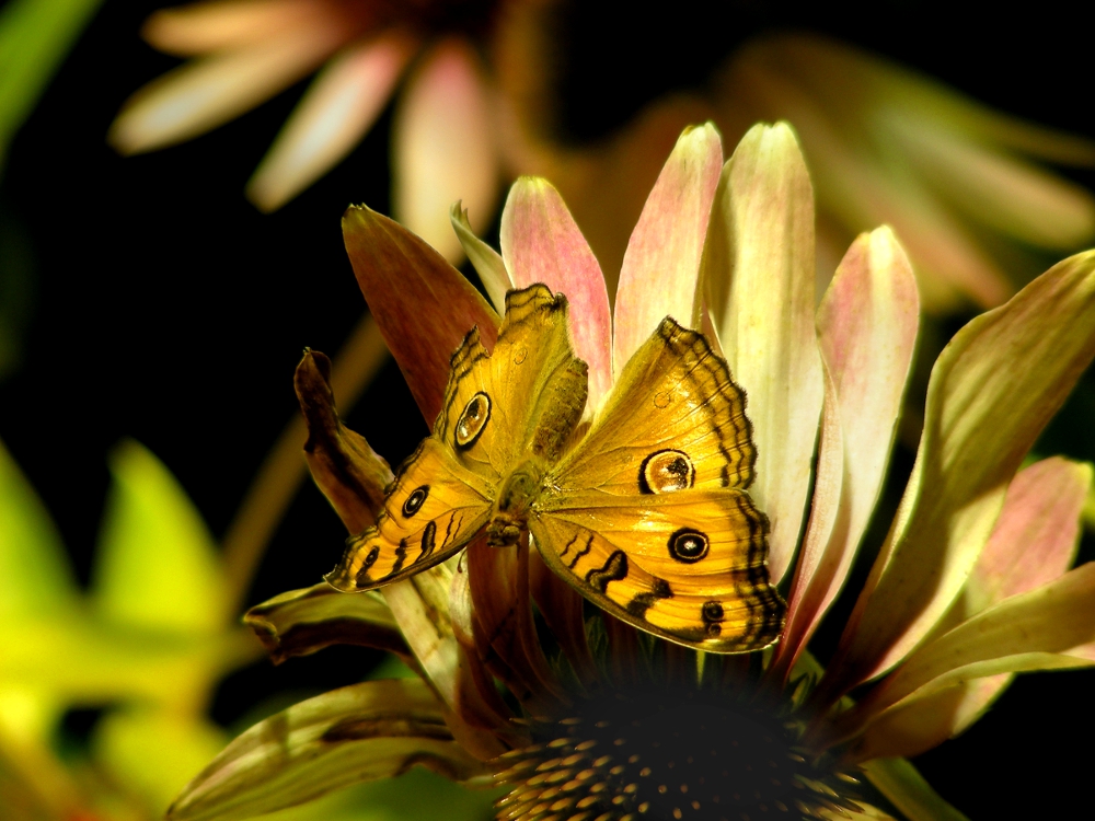 Photo - Yellow Butterfly by AtomicBrownie