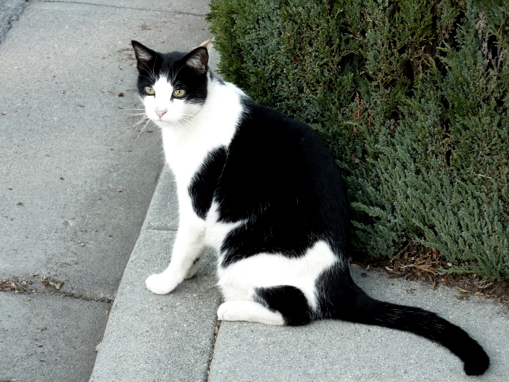 Photo - Sitting by the Street