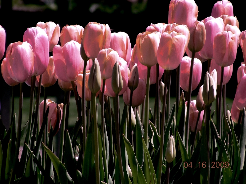 Photo - Pink Tulips