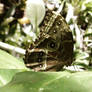 Brown Butterfly