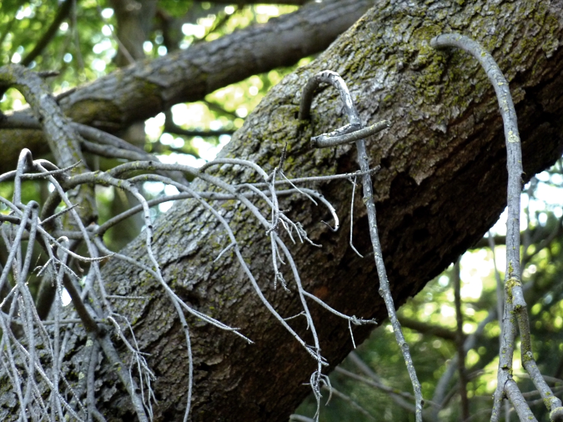 Shoelaces of a Tree